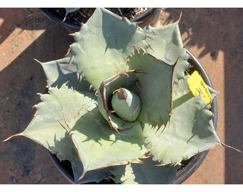 Agave titanota 'White Ice' - Chalk agave / Rancho Tambor Agave in 2 gallon pot.