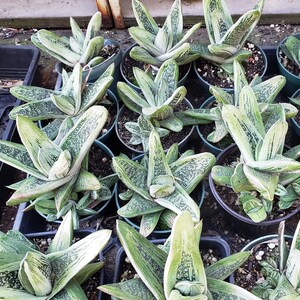 Gasteria batesiana 'Little Warty' / Gasteria maculata 'Little Warty' 4 inch pot image 2