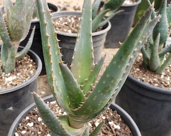 Aloe 'California' - California Aloe - 1 Gallon Plants