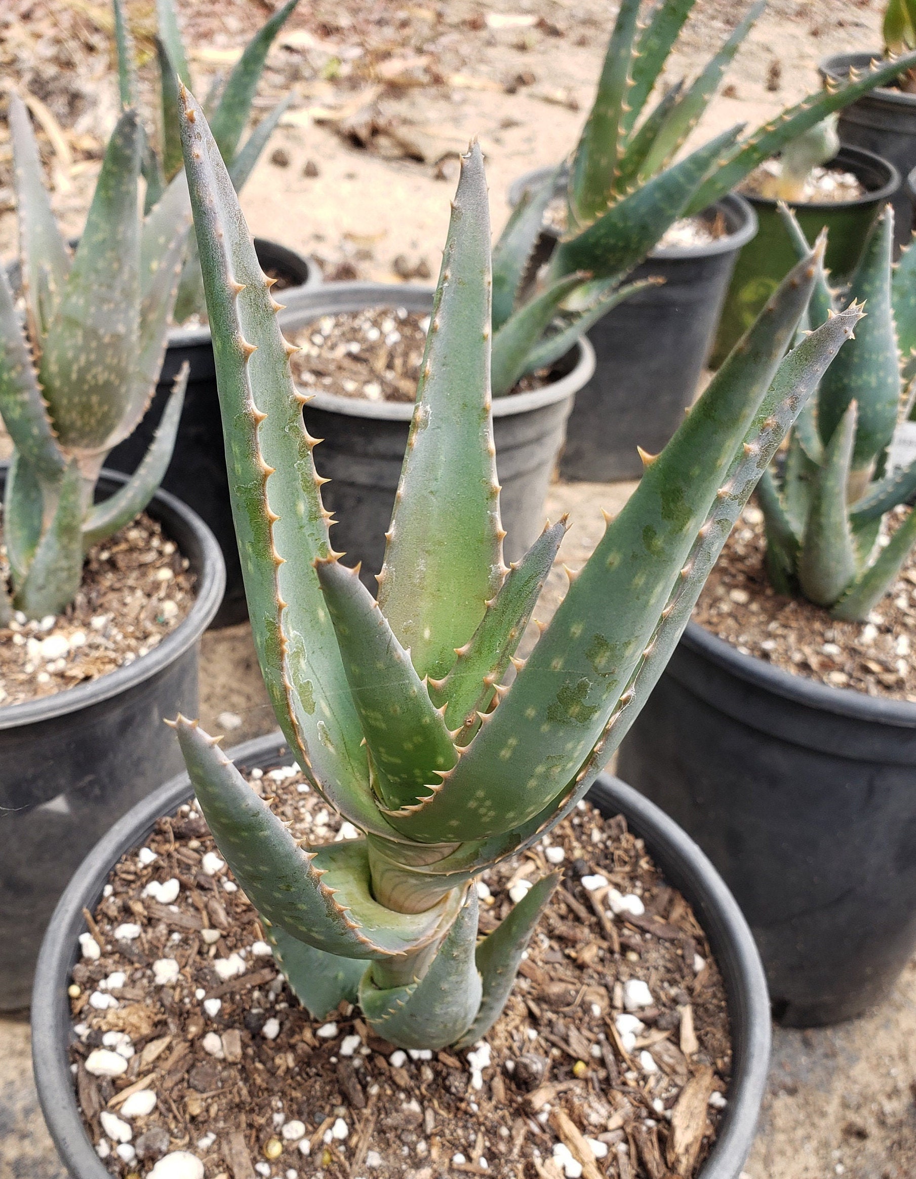 Aloe 'california' - California Aloe - 1 Gallon Plants - Etsy