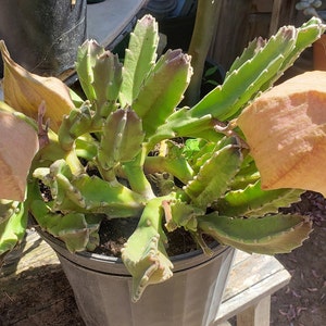 Stapelia gigantea Cuttings - Star Fish Flower