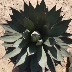 Agave Blue Ember - Blue Ember Agave - 15 gallon plant