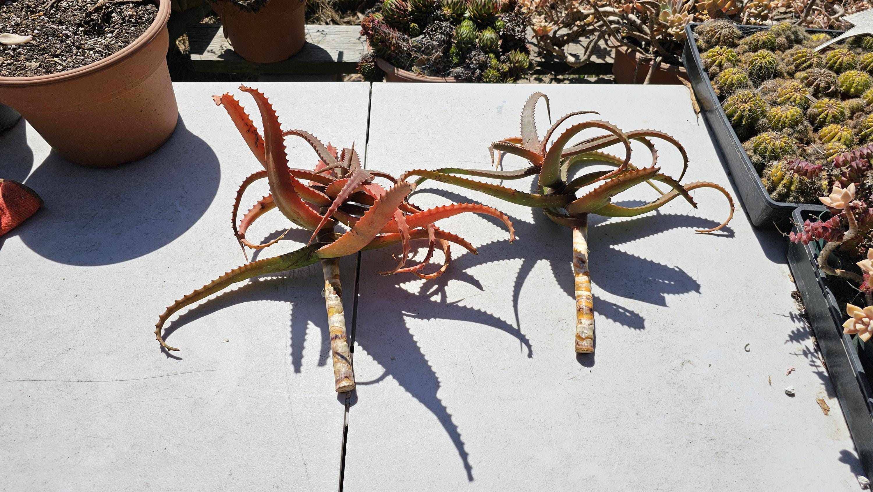 Aloe 'rooikappie' - Little Red Riding Hood Aloe -1 Large Cutting - Etsy