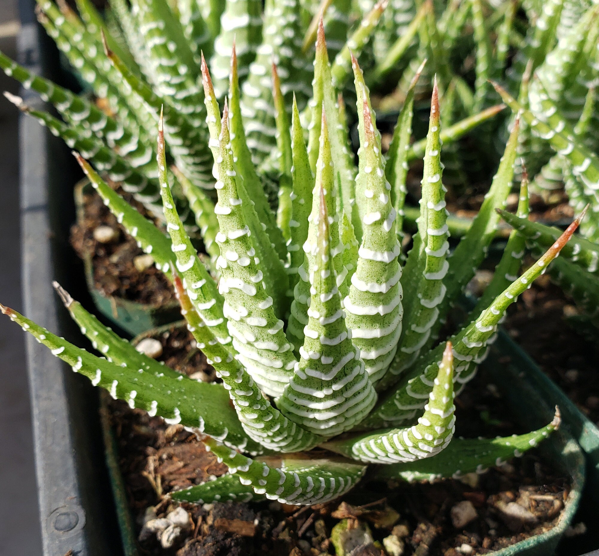 Home & Living Ferns, Grasses & Bamboo Plants Variegata 2'' Haworthia