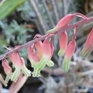 Gasteria batesiana 'Little Warty' / Gasteria maculata 'Little Warty' 4 inch pot image 3