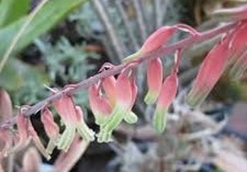 Gasteria batesiana 'Little Warty' / Gasteria maculata 'Little Warty' 4 inch pot image 3