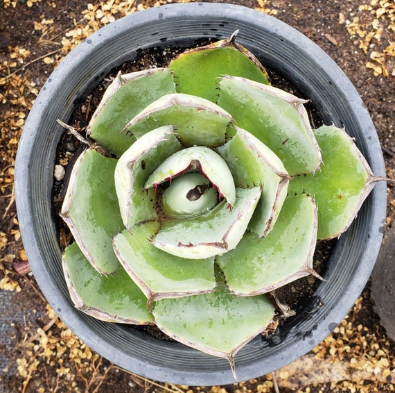 Agave Parryi Var. Truncata - Artichoke Agave 1 Gallon Pot - Etsy