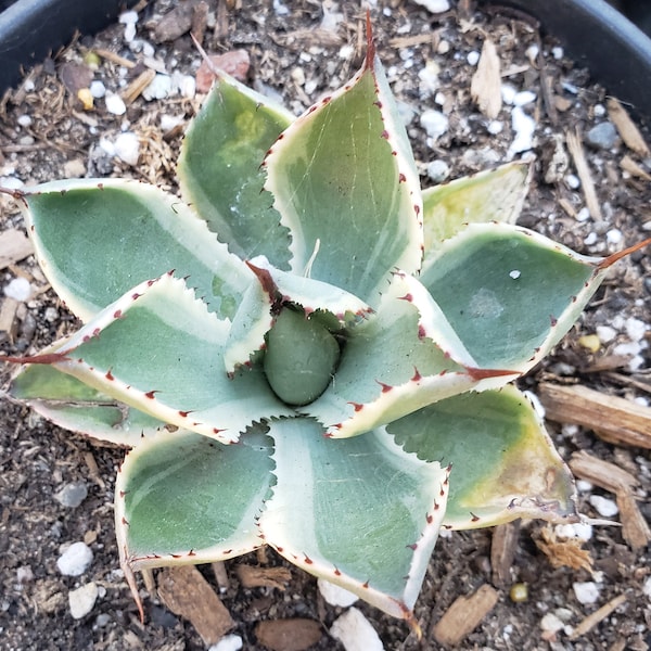 Agave potatorum 'Kichiokan Marginata' - Dwarf Variegated Butterfly Agave - in 4 inch pots