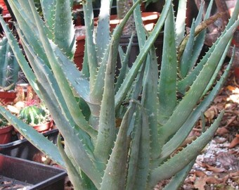 Aloe 'california' - California Aloe - 1 Gallon Plants - Etsy