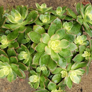 Aeonium &#39;Kiwi&#39; - Kiwi Aeonium - 3 healthy unrooted cuttings