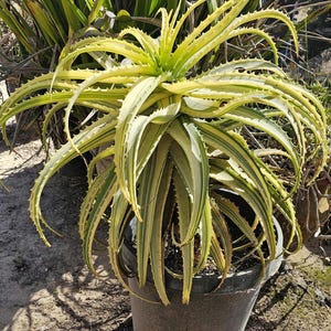 May include: A potted Aloe plant with long, spiky, variegated leaves in shades of green and yellow. The plant has a central cluster of upright leaves, with others arching outwards. The pot is dark gray and sits on a sandy surface.