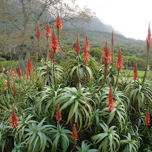 Aloe arborescens - Tree Aloe - Cutting