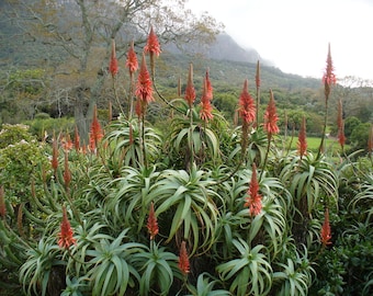 Aloe arborescens - Tree Aloe - Cutting