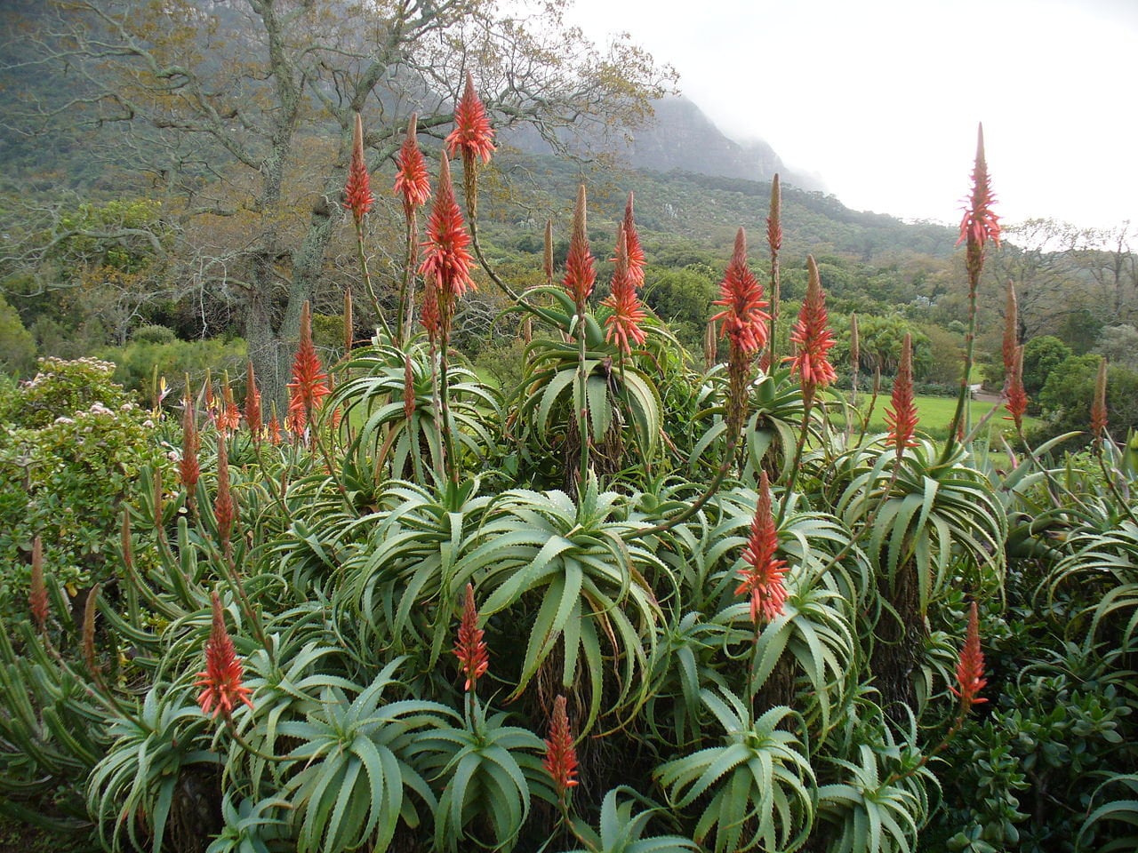 il giardino delle aloe Aloe