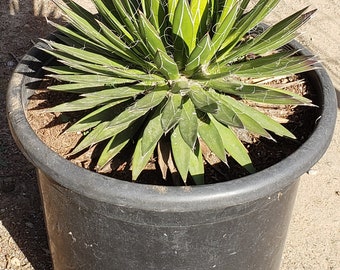 Agave filifera - Thread Agave 15 gallon plants