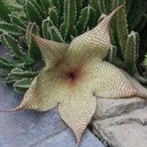 Stapelia gigantea - Star Fish Flower 4 inch Rooted Plants