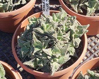 Faucaria tuberculosa - Pebbled Tiger Jaws in 6 inch pots