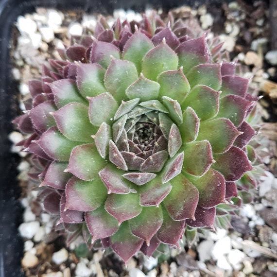 Sempervivum 'pacific Trails' Hens and Chicks in 4 - Etsy