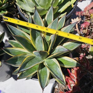 May include: A variegated agave plant with pointed, dark green leaves featuring light green stripes and yellow edges. A yellow measuring tape is placed across the plant, showing a width of approximately 8.5 inches from the left to the right edge.
