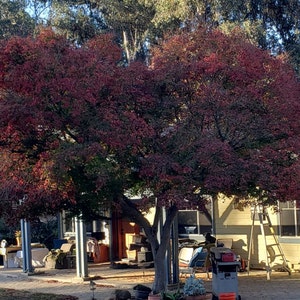 Acer palmatum - Japanese Maple - 50 Fresh Seeds