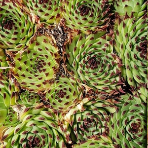 May include: Close-up of a cluster of green succulents with reddish-brown tips and centers. The plants have a spiral pattern, and the image is well-lit, showcasing the texture and detail of the leaves. The succulents are a vibrant addition to any garden.