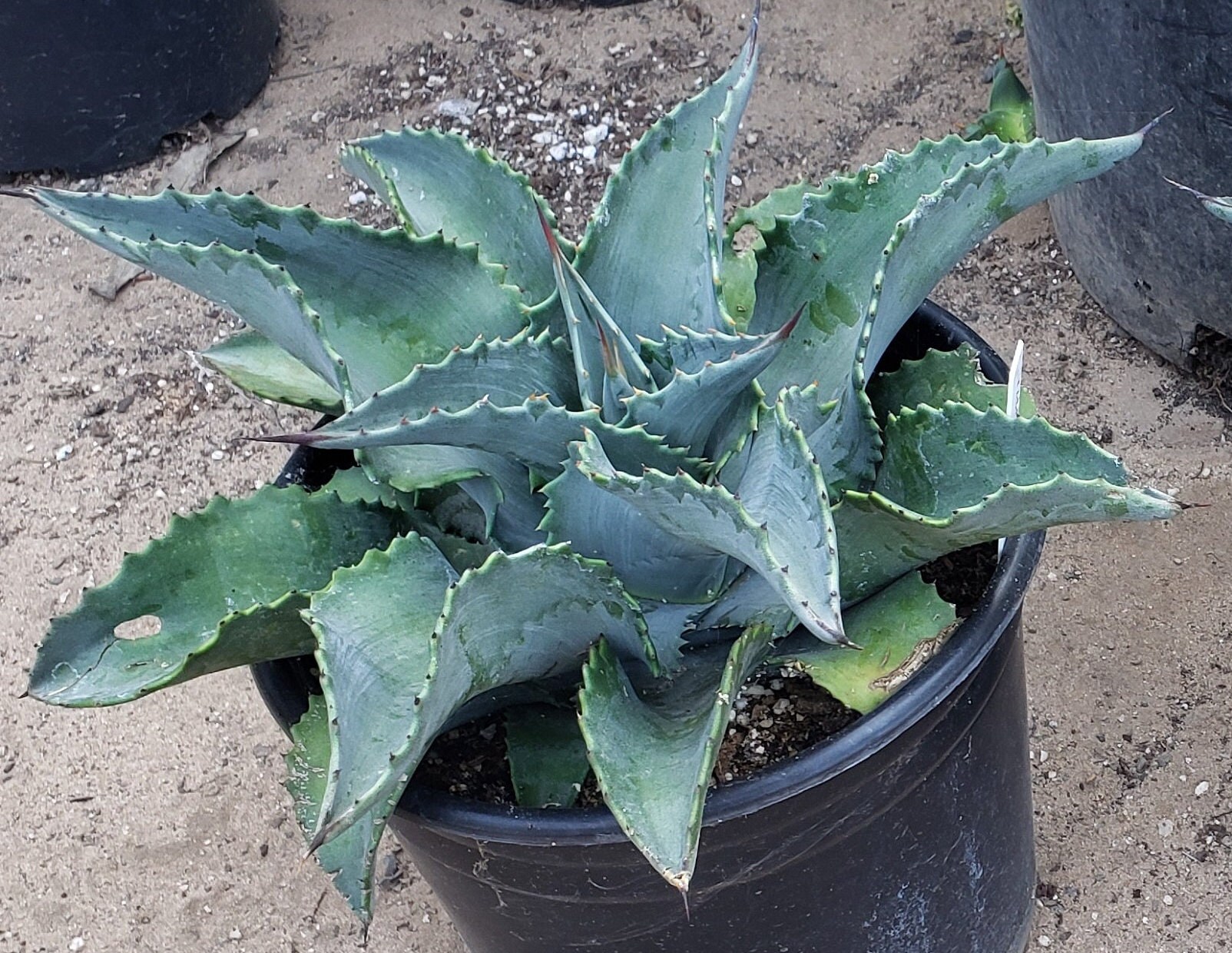 Agave 'mr. Ripple' - 2 Gallon Pot - Etsy