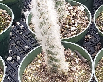 Austrocylindropuntia vestita - 4 inch pots - Cotton Coral Cactus, Cotton Pole, Old Man Opuntia