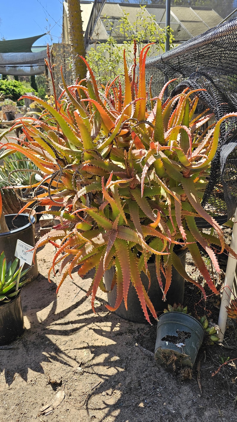 Aloe 'rooikappie' - Little Red Riding Hood Aloe -1 Large Cutting - Etsy