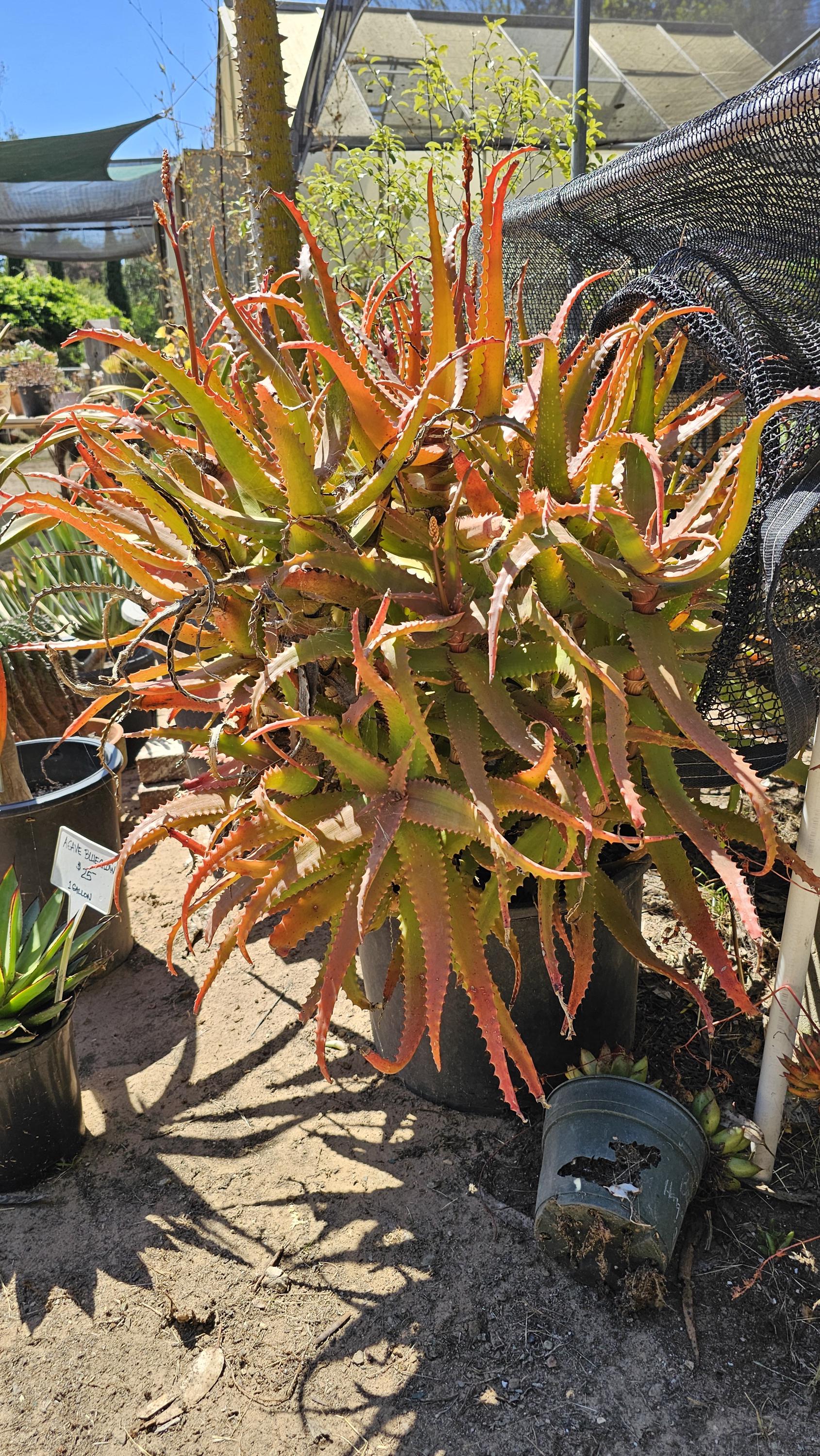 Aloe 'rooikappie' - Little Red Riding Hood Aloe -1 Large Cutting - Etsy