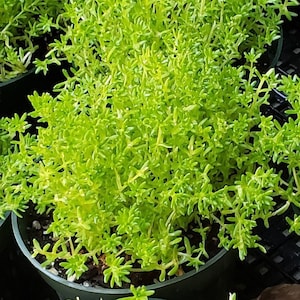 Fine Leafed Green Sedum - 4 inch pots