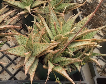 Aloe 'Pink Blush'  Large 6 inch size pots