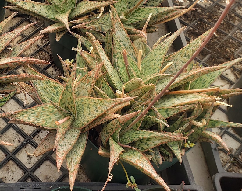 Aloe 'Pink Blush'