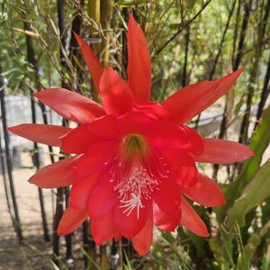 May include: A vibrant red epiphyllum flower with multiple pointed petals arranged in a star-like pattern. The center features a cluster of delicate white stamens and a pale yellow throat, showcasing a symmetrical and layered botanical structure.