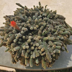 May include: A dense, spiky cactus with numerous green stems and a single vibrant orange flower. The cactus has a rounded shape and appears to be in a pot, showcasing a unique and textured plant. The image highlights the plant's natural form.