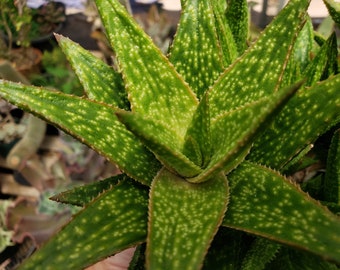 Gastroaloe 'Green Gold' - Large 6 inch pots