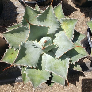 Agave potatorum &quot;Portillo Nejapa&quot; (Portillo Nejapa Butterfly Agave) in 2 gallon pots