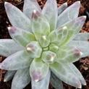 Pachyphytum compactum 'Little Jewel' in 2 inch pots