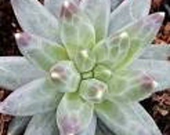 Pachyphytum compactum 'Little Jewel' in 2 inch pots