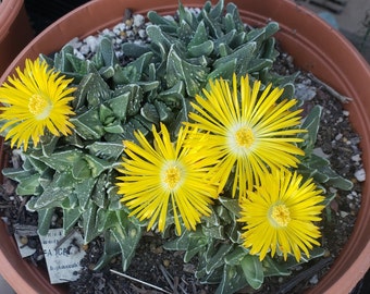 Faucaria felina sub. tuburculosa - Tiger Jaws in 6 inch pots