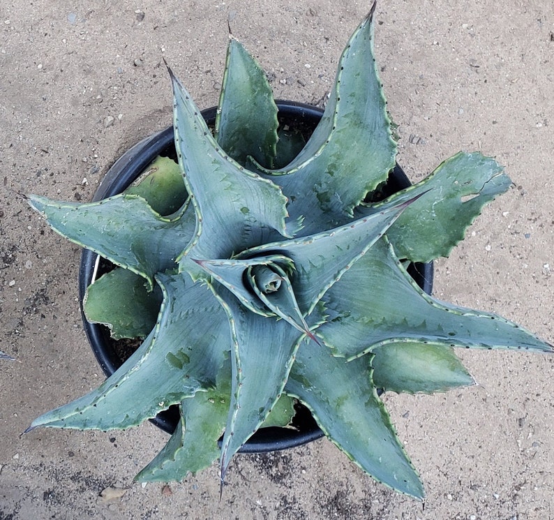 Agave 'mr. Ripple' - 2 Gallon Pot - Etsy