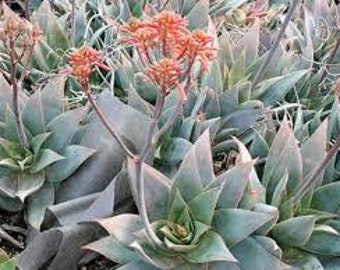 Aloe striata - Coral Aloe - 10 Fresh Seeds