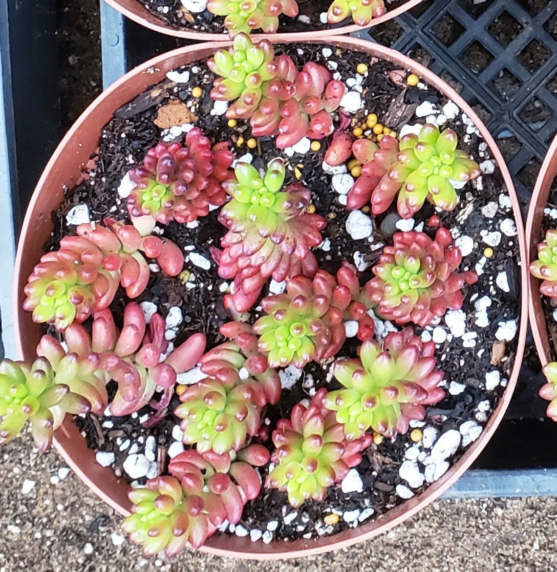 Sedum Rubrotinctum Jelly Bean Plant Multiple Plants in 6 Etsy