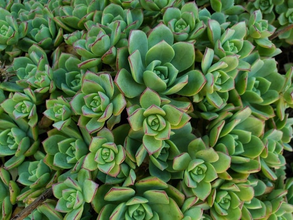 2 inch succulents Assorted 2-Inch Succulents (4-64 Packs) 2" Pot (25-Pack)