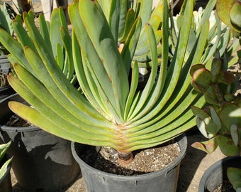 Aloe plicatillis - 3 gallon size