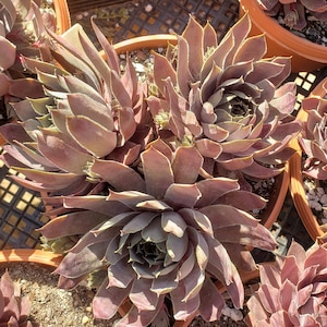 Sempervivum &#39;Sanford&#39; - Hens and Chicks in 8 inch pots