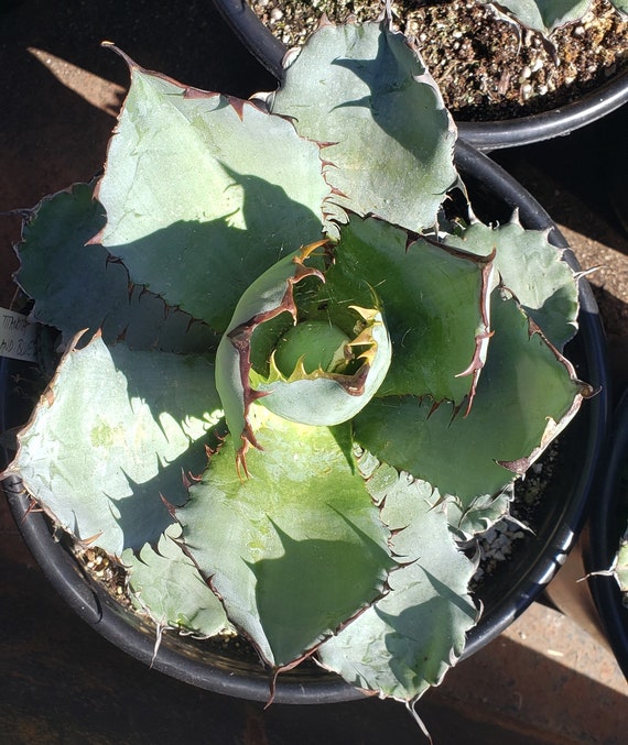 Agave Titanota 'black and Blue' - Black and Blue Agave in 6 Inch