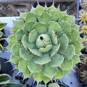 May include: A top-down view of a succulent plant featuring tightly packed, light green, triangular leaves arranged in a symmetrical rosette pattern. Each leaf edge is lined with sharp, dark brown, needle-like spines at the tips.