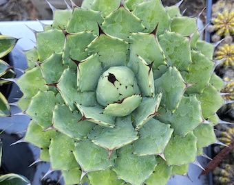 Agave Parryi Truncata 'orizaba' - アガベ パリー トランカタ