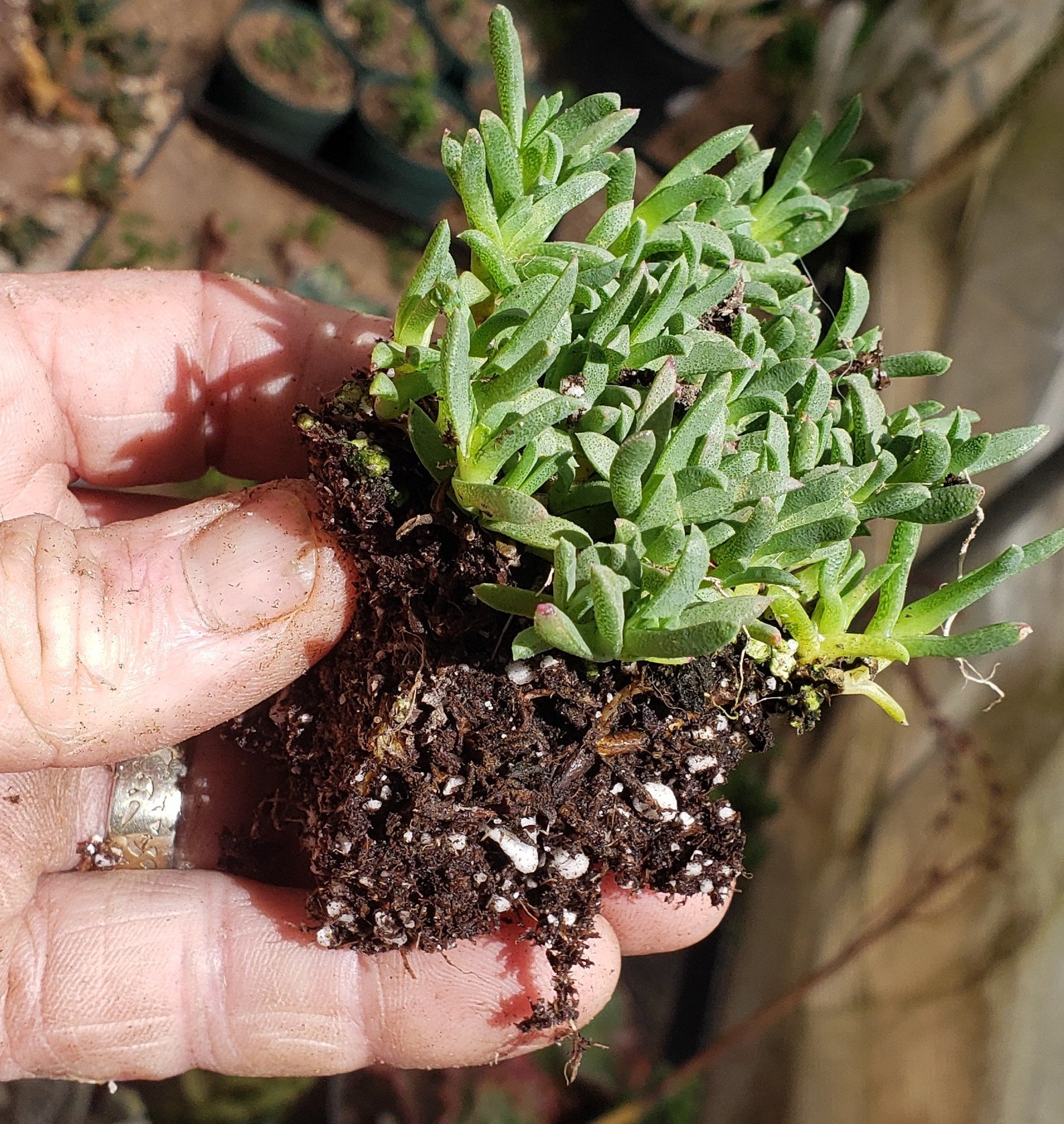 Ruschia Lineolata 'nana' Dwarf Carpet of Stars Etsy Australia