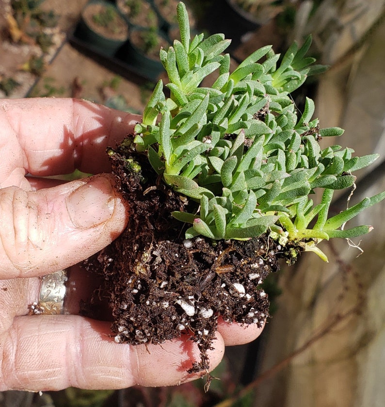 Ruschia Lineolata 'nana' Dwarf Carpet of Stars Etsy